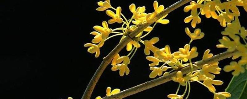 桂花有哪几种品种「桂花有哪几种品种 名称」